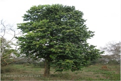 Lophopetalum wightianum